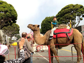 CAMEL RIDES were a big hit with youngsters.