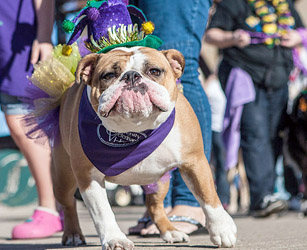 MUTTI GRAS pet parade and beauty pageant draws dogs of all shapes and sizes on Sat., March 1 beginning at noon.