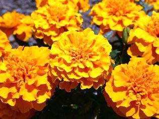 MARIGOLDS and tomatoes make a beautiful and a famous couple. 
