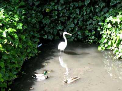 EGRET AND DUCKS from last year's tour of Brookside's waterway. 