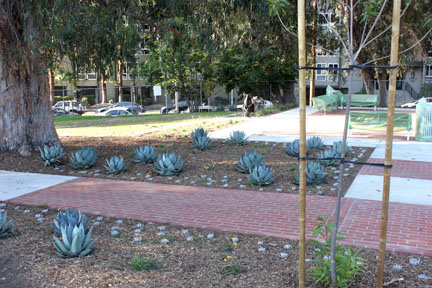 AGAVE, Mexican snowball and angelita daisies adorn the brick pathway to the park’s reflective mid-section area under a ma-jestic eucalyptus tree.