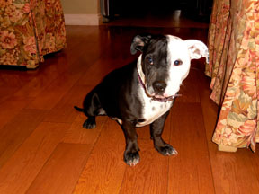 SWEETIE, a Staffordshire pit at home on Arden Blvd. with Marie Clarey.