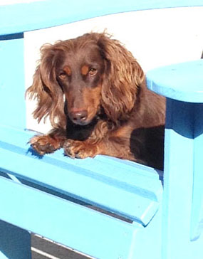 Baxter, our 4 yr old long-haired dachshund. BAXTER, a long-haired dachsund, lives with Steve Roberts on  S. Citrus Ave.