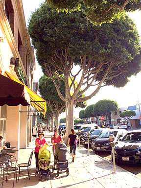CANOPY of trees can take years to replace, critics warn.