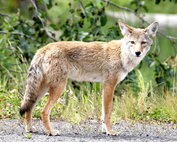 COYOTES have become more brazen.