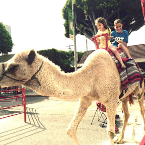 CAMEL rides were enjoyed as well as pony rides.