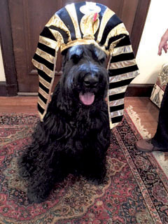 GABRIEL, in a King Tut-inspired headdress, lives with Marc Cohen on Rossmore Ave.