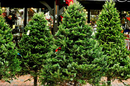 FRESH-CUT trees are at the Rotary lot on Larchmont Blvd.