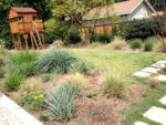 Say goodbye to those big water bills, use native groundcover
