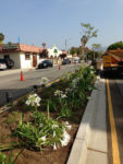 North Larchmont Boulevard medians are abloom