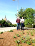 Native plants used in new look for traffic triangle
