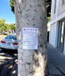 Six ficus trees on Larchmont  slated for wood chipper