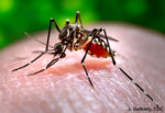 ‘Ankle’ mosquito is pesky, but not fatal