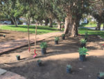 New water-wise plants and trees for Harold A. Henry Park