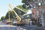 LVBID trims Larchmont trees quickly this year