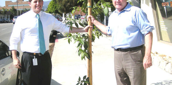 New sidewalk, new tree on Larchmont Blvd.
