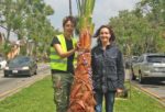 Highland Avenue receives replacement palm trees