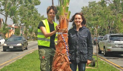 Highland Avenue receives replacement palm trees