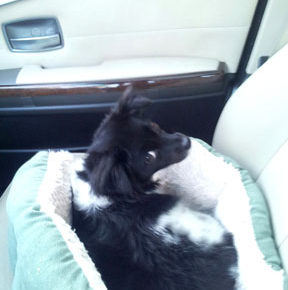 Neighborhood dog lovers unite to tell tales of their furry friends