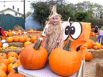 Wilshire Rotary opens pumpkin patch on Blvd.