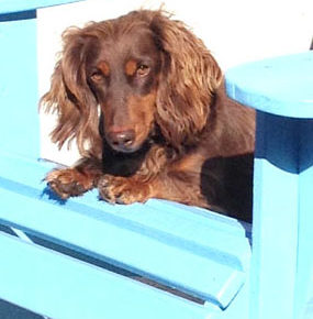 Meet our Pets of Larchmont…