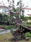 Several trees downed by weather, age