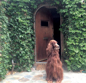 Pets of Larchmont