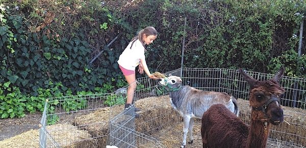 Wilshire Rotary opens pumpkin patch on Larchmont Blvd.