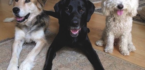 Pets of Larchmont: therapist, friends among group