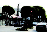 Study results in Boulevard ficus tree recommendations