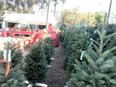 Holiday trees coming to town