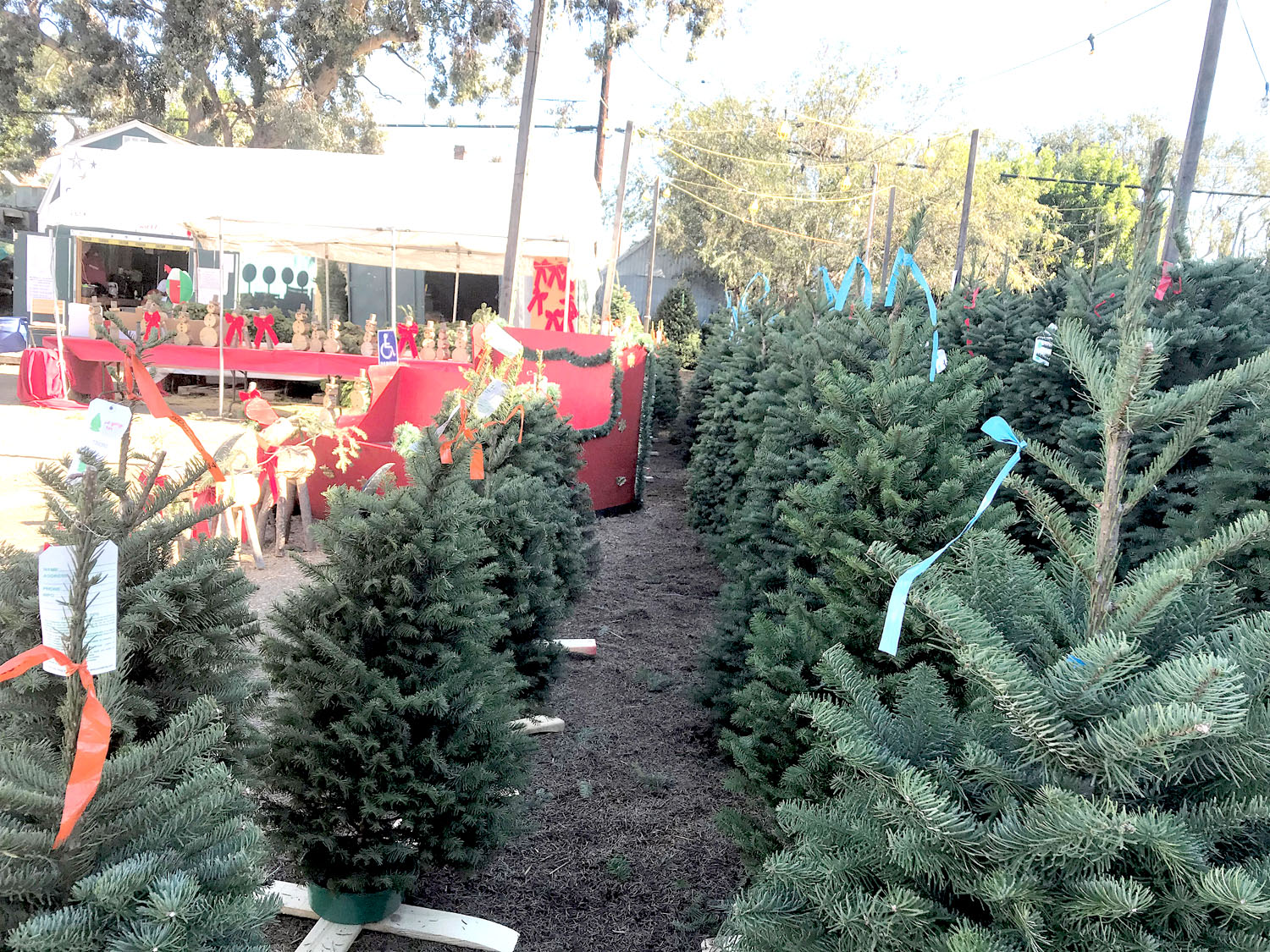 Christmas tree sales, prices ­up from years past Larchmont Chronicle