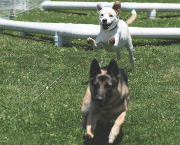 Doggie fun in Pan Pacific Park