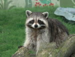 Raccoon makes a rare aggressive visit near Wilton and Seventh
