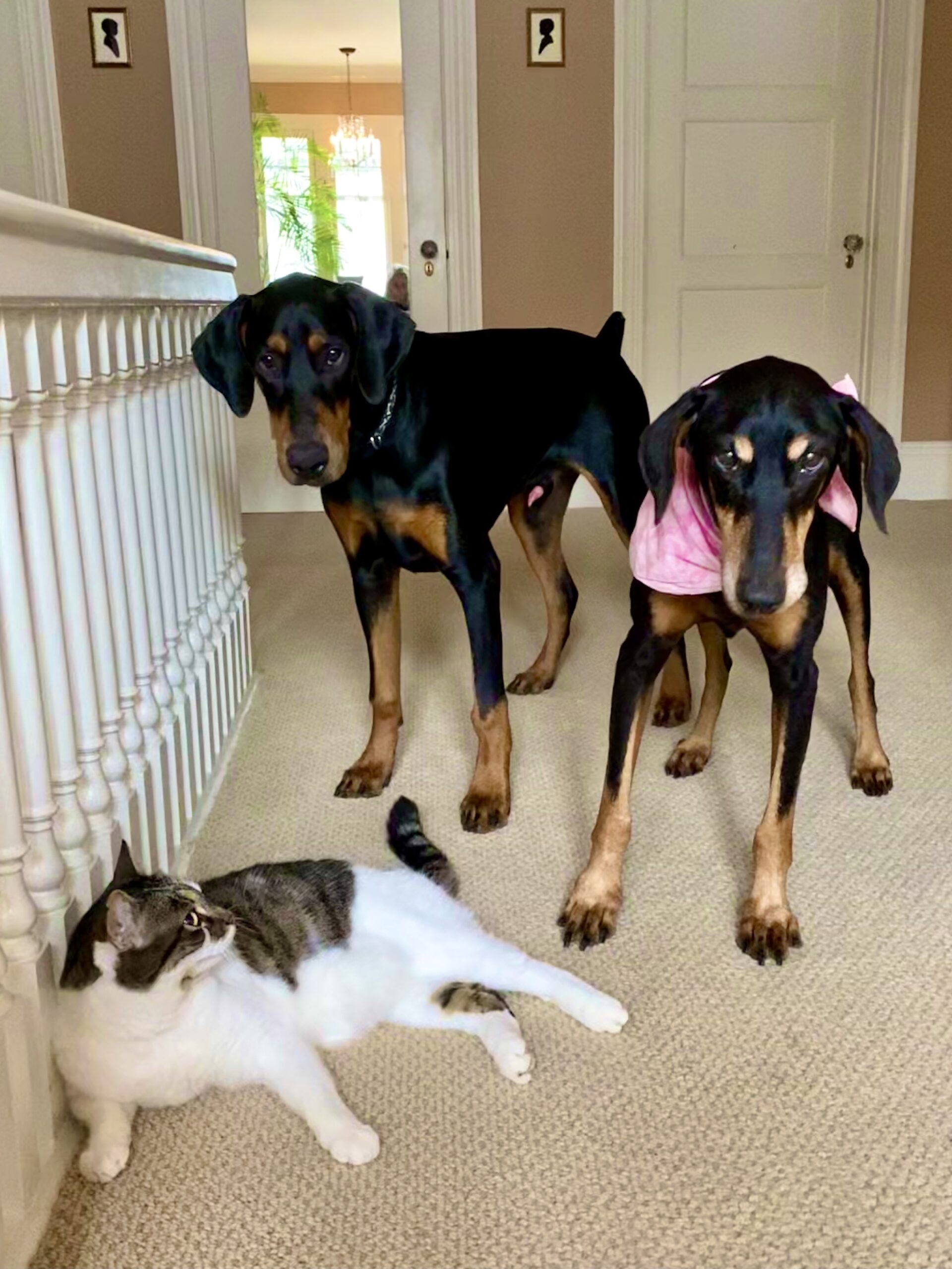 Sonny, left, Josie & Blink:cat