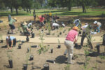 As in Paris, a micro-forest sprouts in Griffith Park
