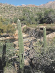 Mountain and desert: Sabino Canyon in Tucson has both
