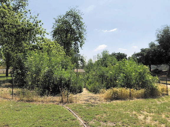 Micro Forests Examples Micro-forest’s macro accomplishments in Griffith Park : Larchmont Chronicle