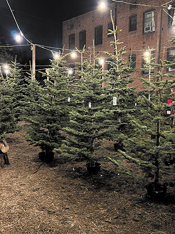 Lot Con Tree Rotary tree lot opens Nov. 29 on Larchmont : Larchmont Chronicle