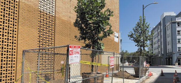 Trees make a comeback in time for subway