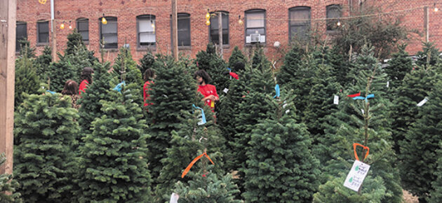 Rotary tree lot on Larchmont