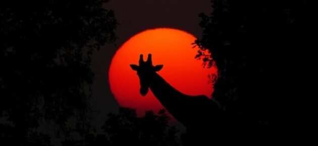 Of ostriches, prawns, and hooded cloaks; a look at Africa’s countries