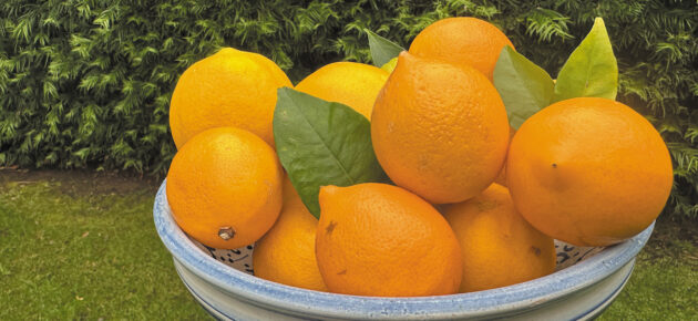 Meyer lemons add some spring to this seasonal pasta dish