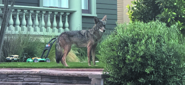 Coyotes roam, live among us; neighbors are on alert