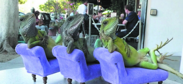 Pet lizard launched an enterprise