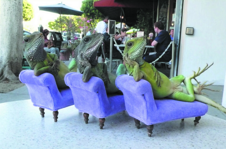Pet lizard launched an enterprise