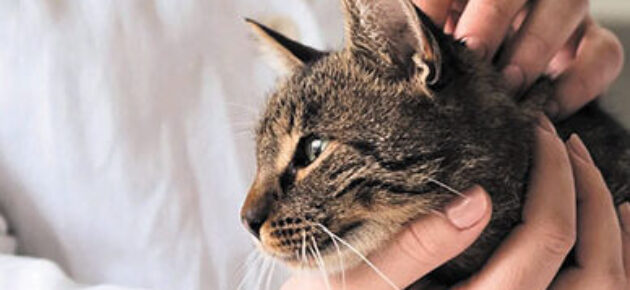 Neighborly animal hospital and urgent care opens