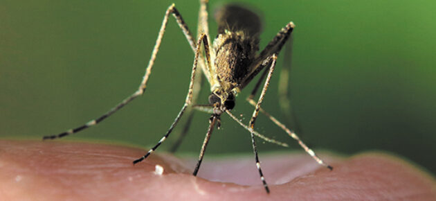 Fewer mosquitos, more West Nile?
