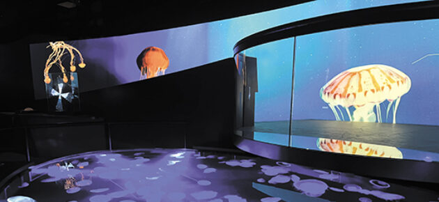 Mesmerizing world of jellies at Aquarium of the Pacific